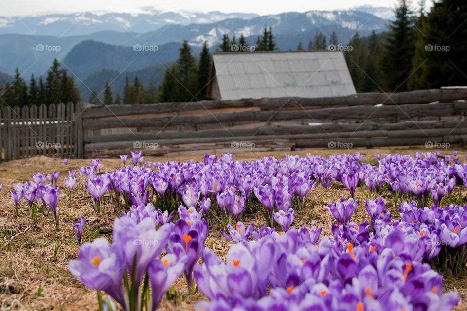 Spring landscape 