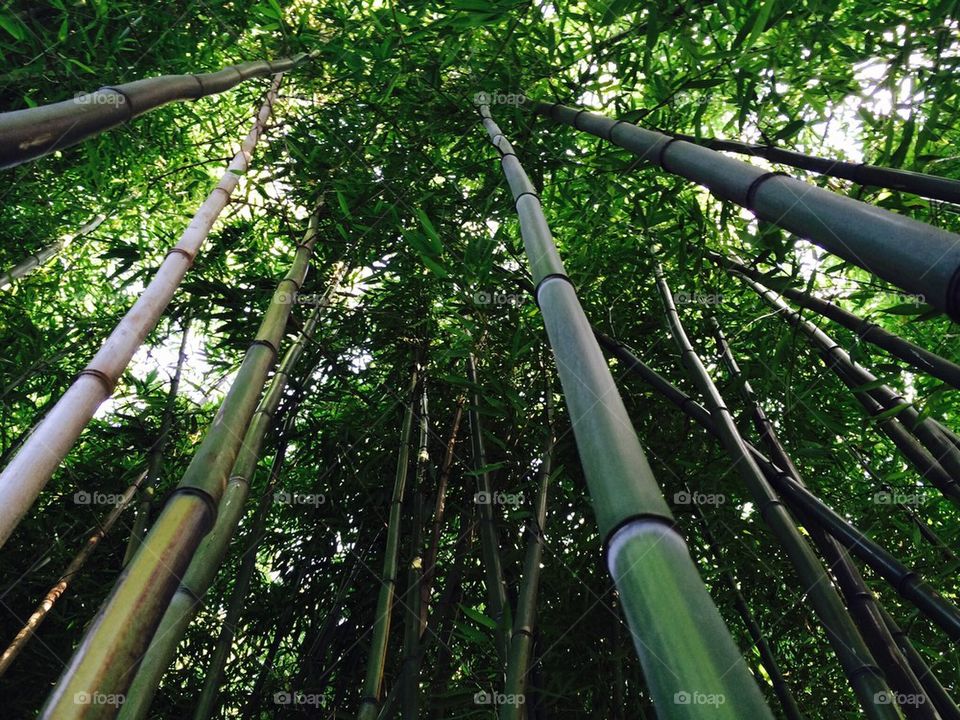 Bamboo