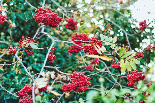 Nature, Berry, Fruit, Shrub, Leaf