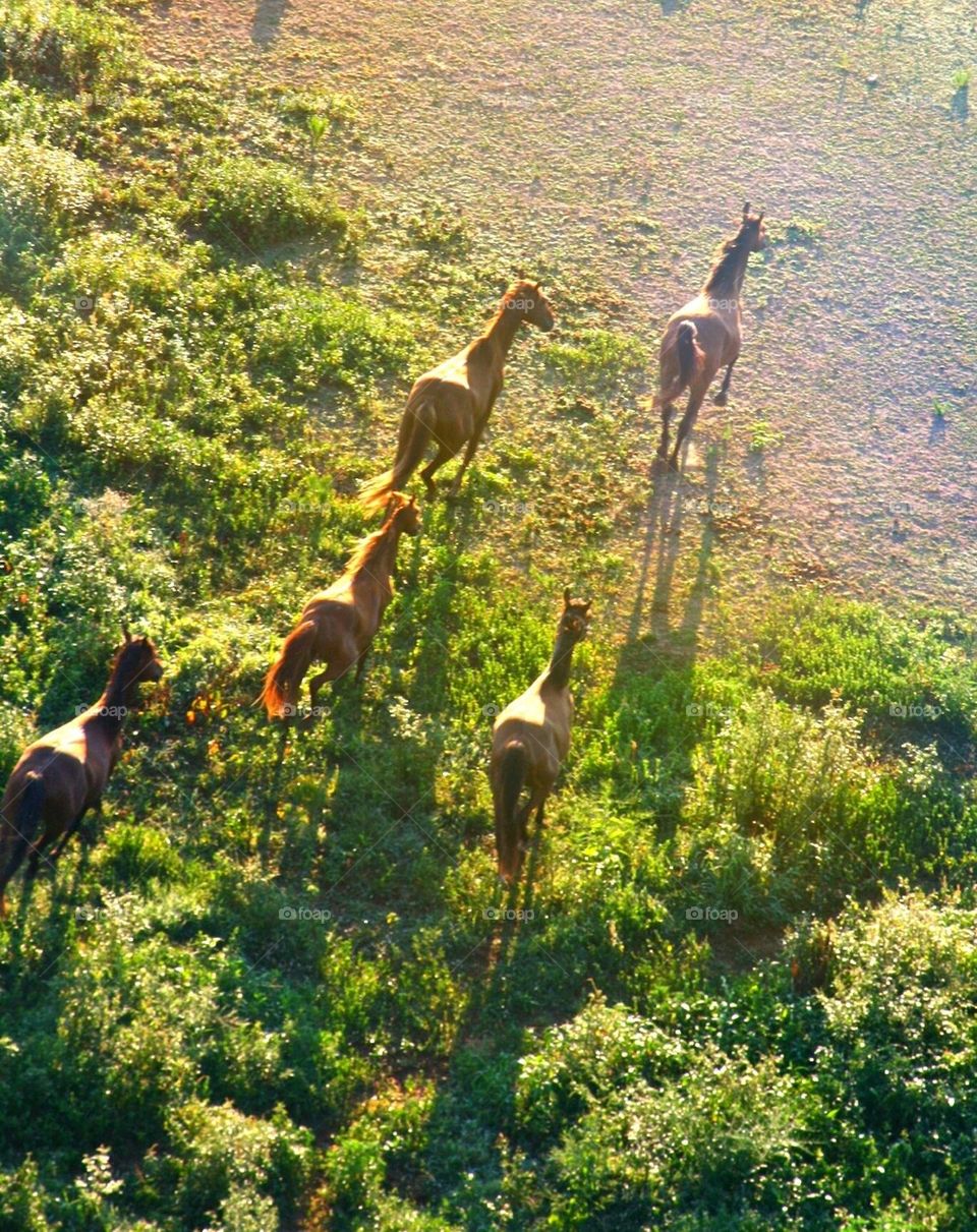Galloping from Above