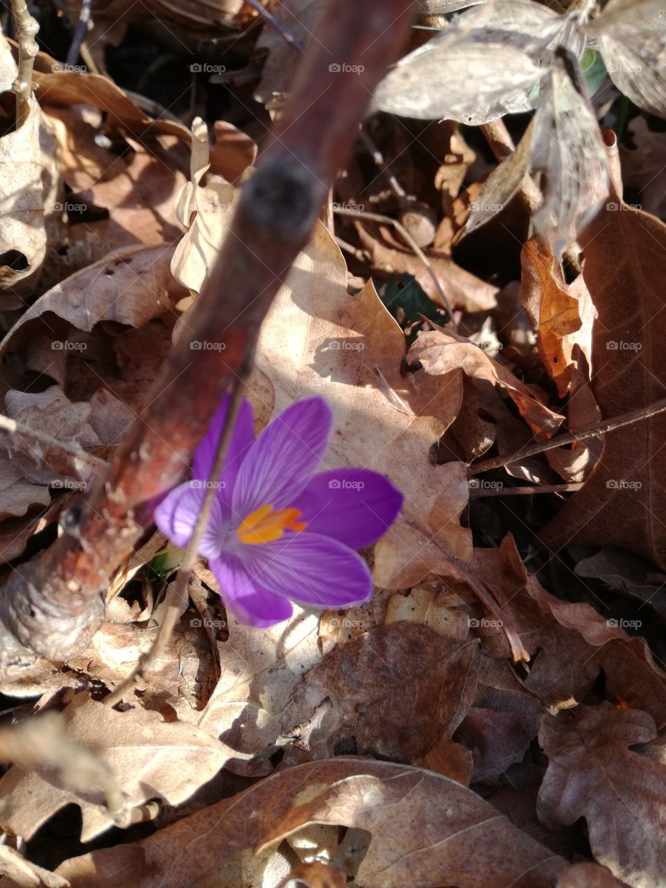 New life. Crocus