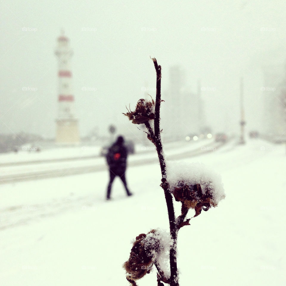 Close-up of a frozen flower