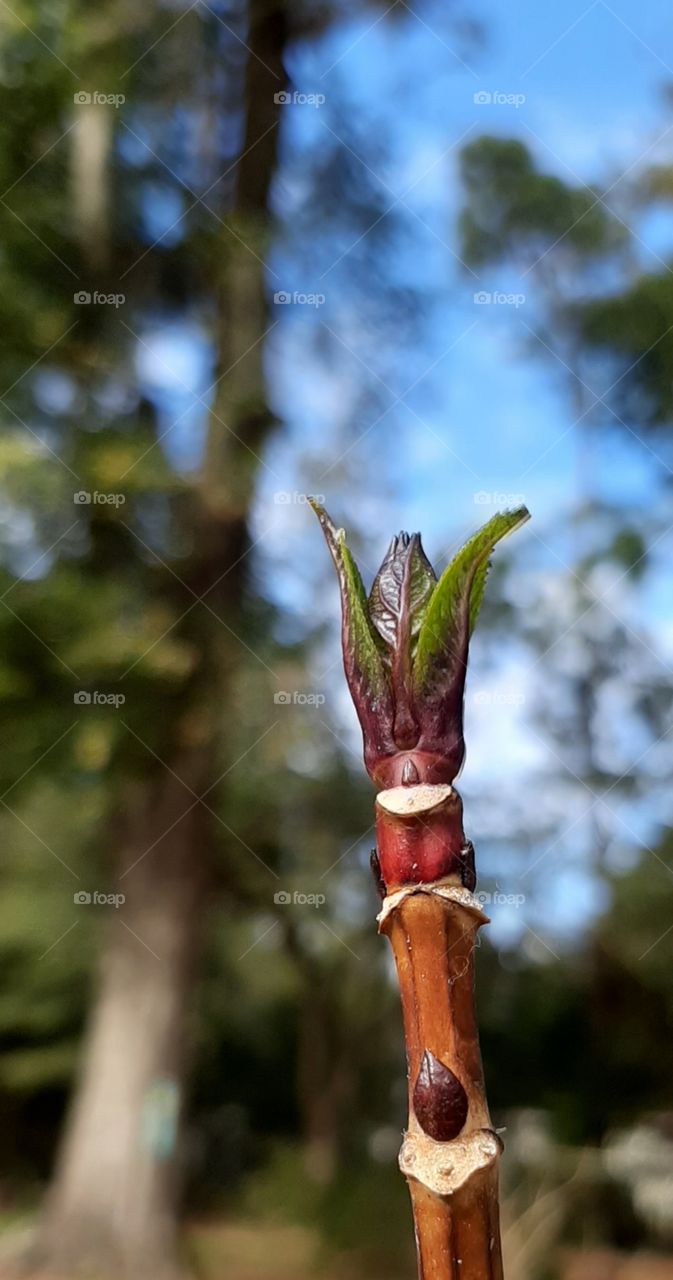 many colors of new life