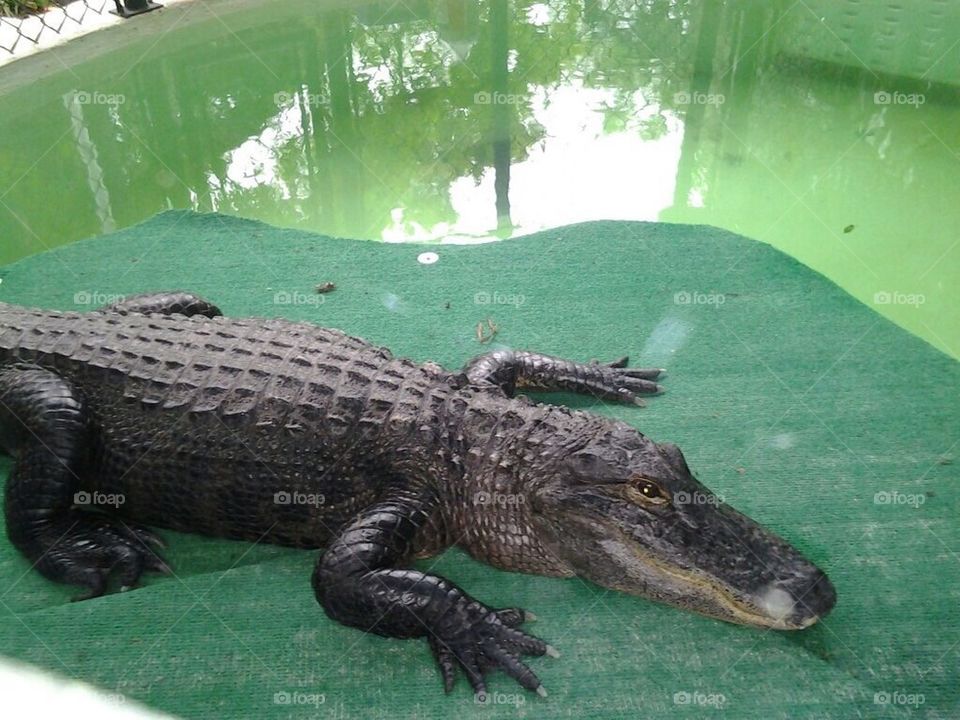 Crocodile 