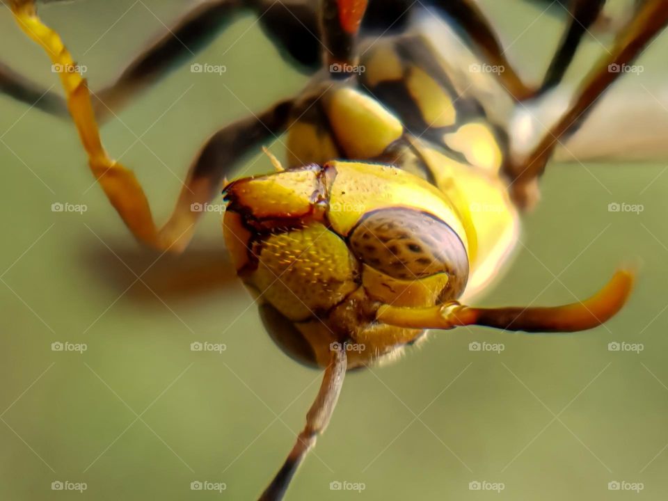 a photo of a wasp perched on the tip of a tree branch