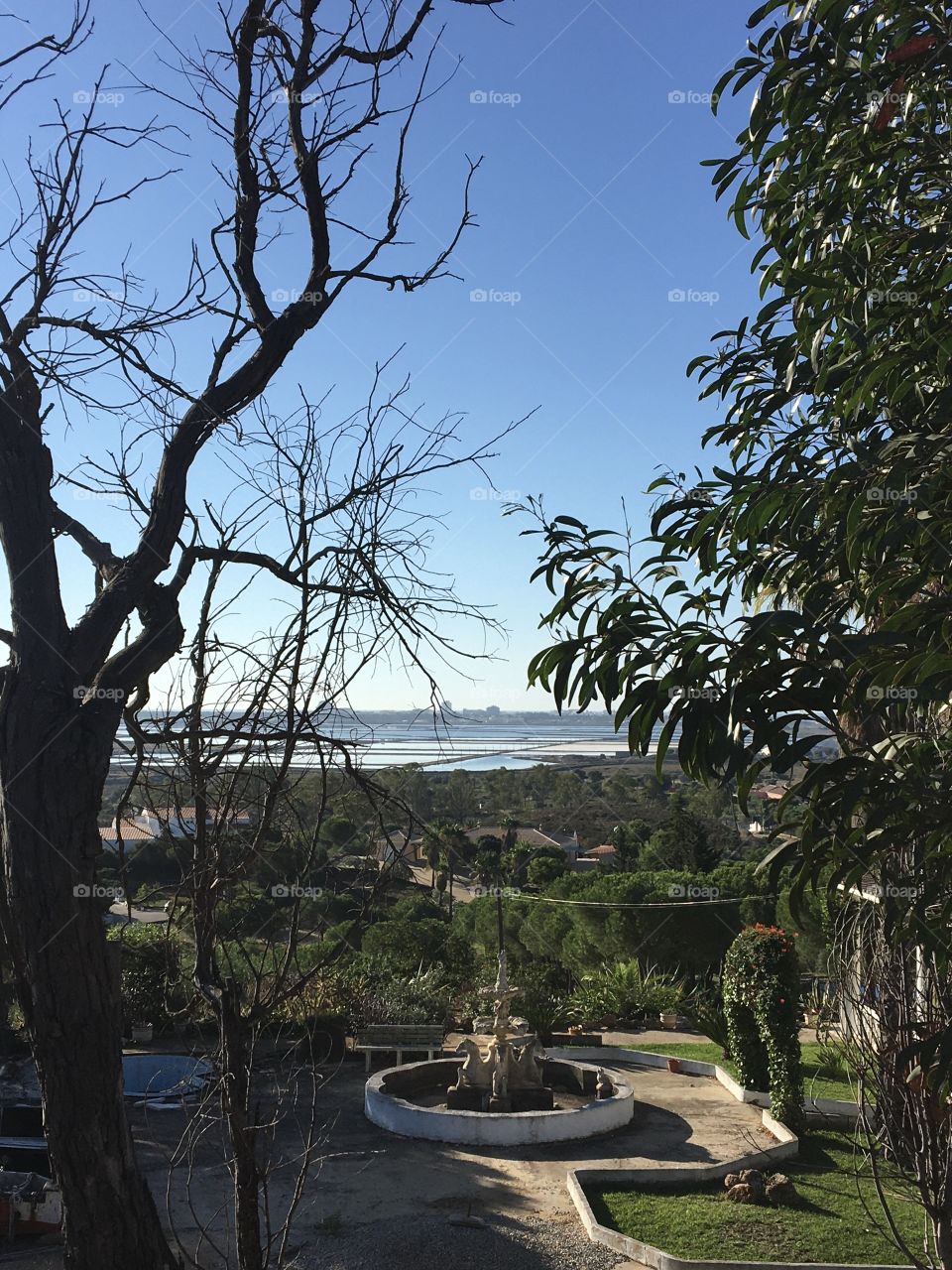 Open landscape framed by dead and alive trees