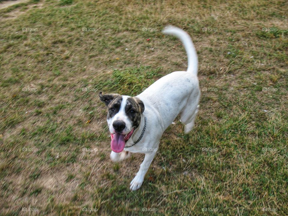 the dog runs along the grass собака бежит по траве