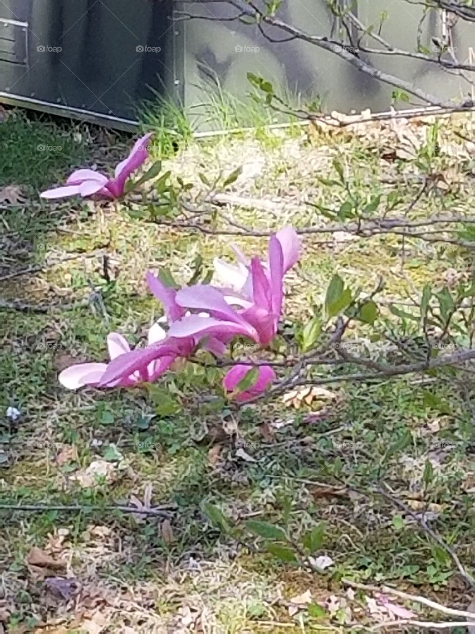 Pink Easter egg hidden on a magnolia tree