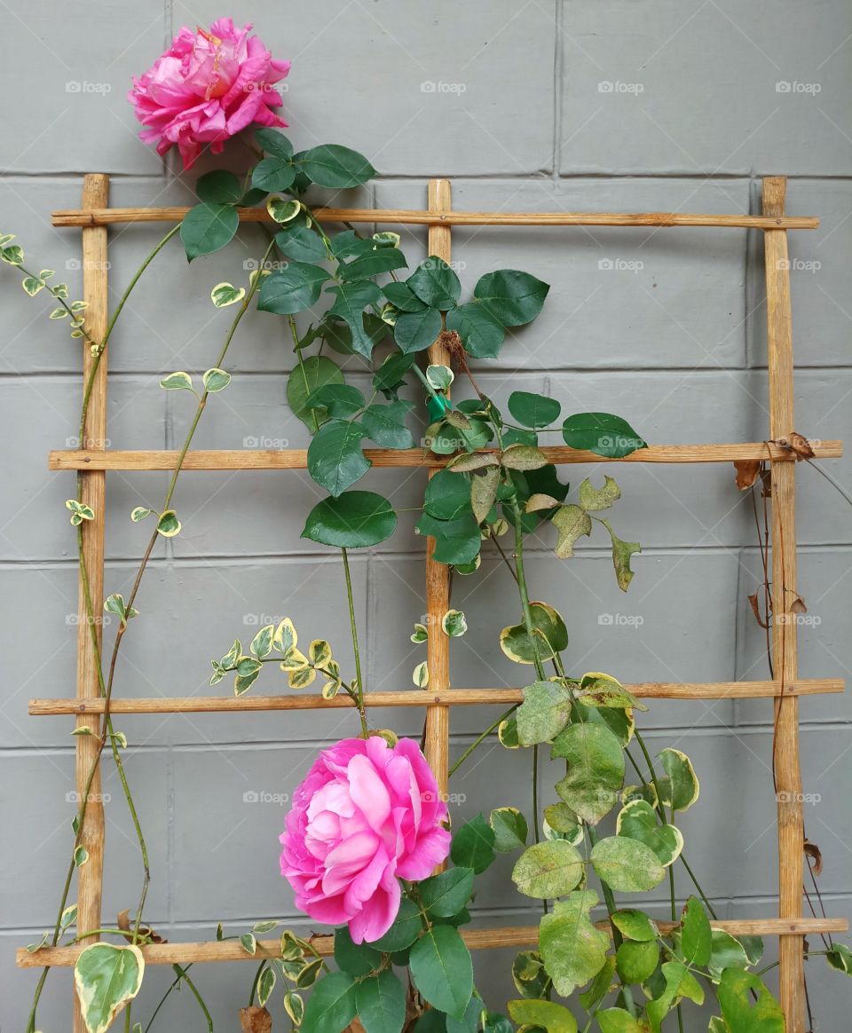pink creeper wild roses beautifully arranged on a wooden frame