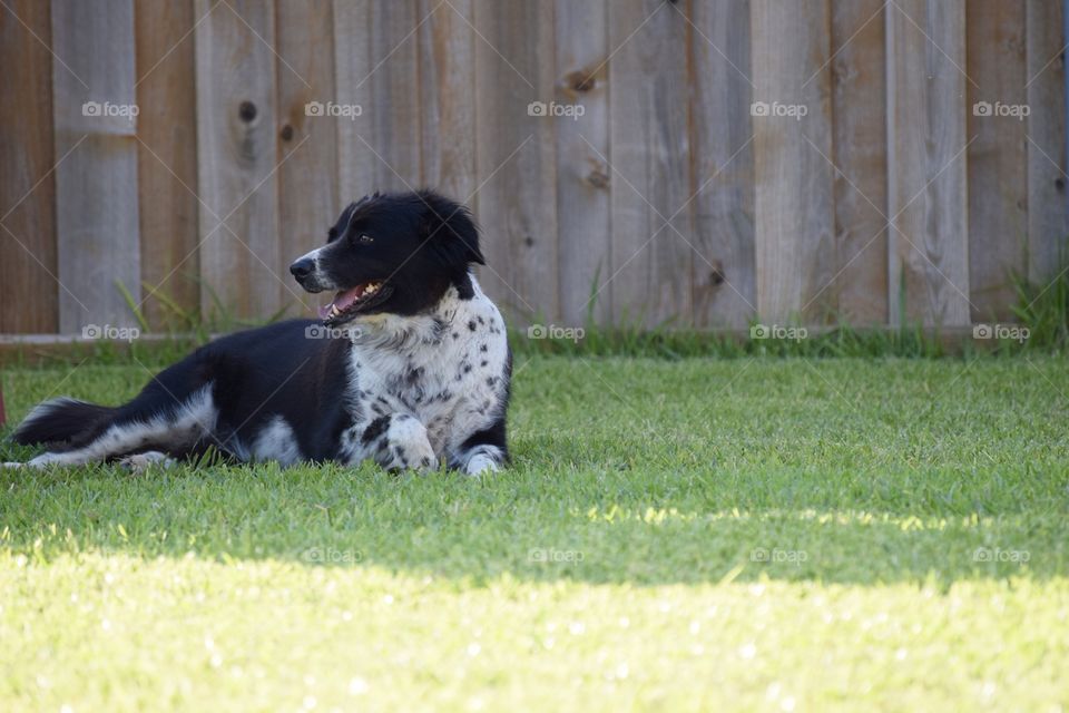 Dog relaxing in the sun