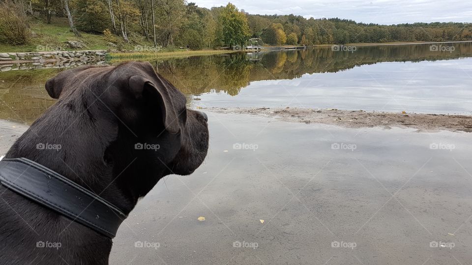 Dog by the lake in autumn, reflections, hund Amstaff höst sjö reflektion 
