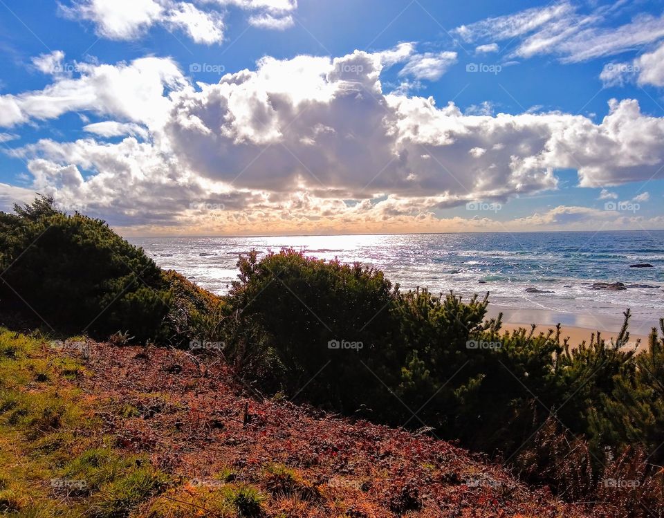 Gorgeous Morning on the Coast "Morning Glory"