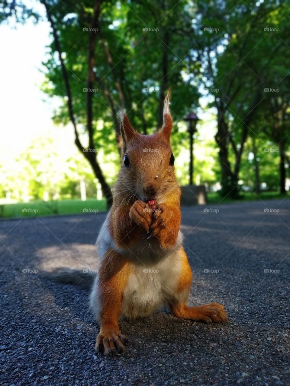 Squirrel