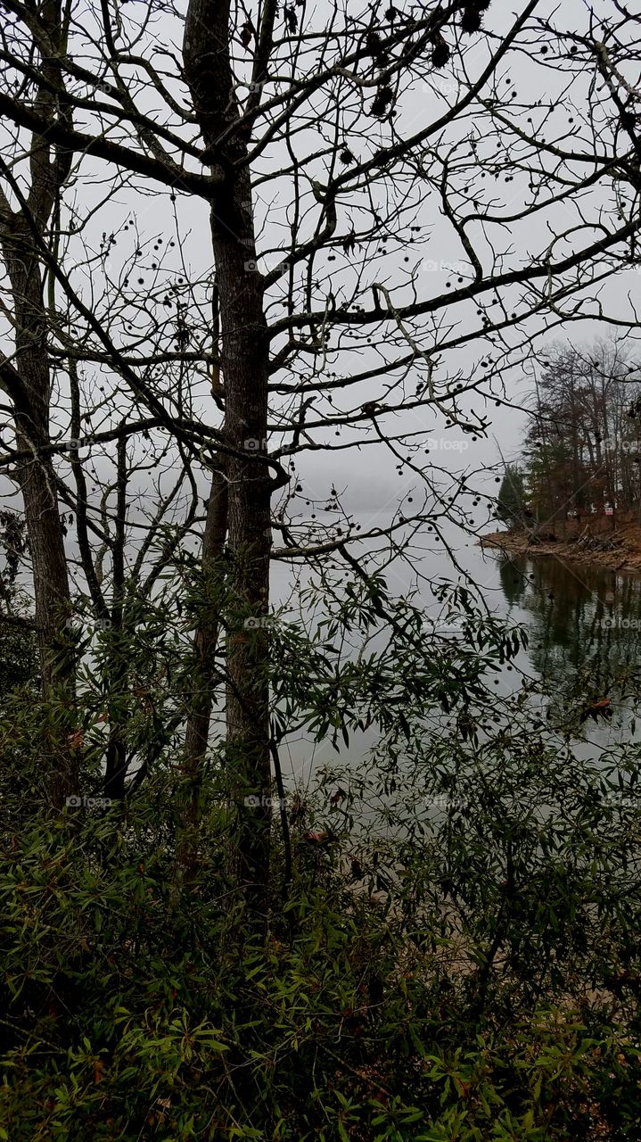 through the forest to see the lake on a foggy morning.