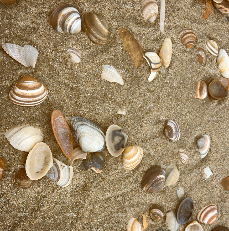 Seashells on the beach 