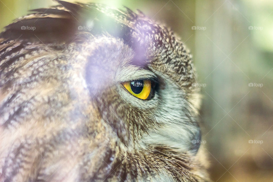Eye of the Owl