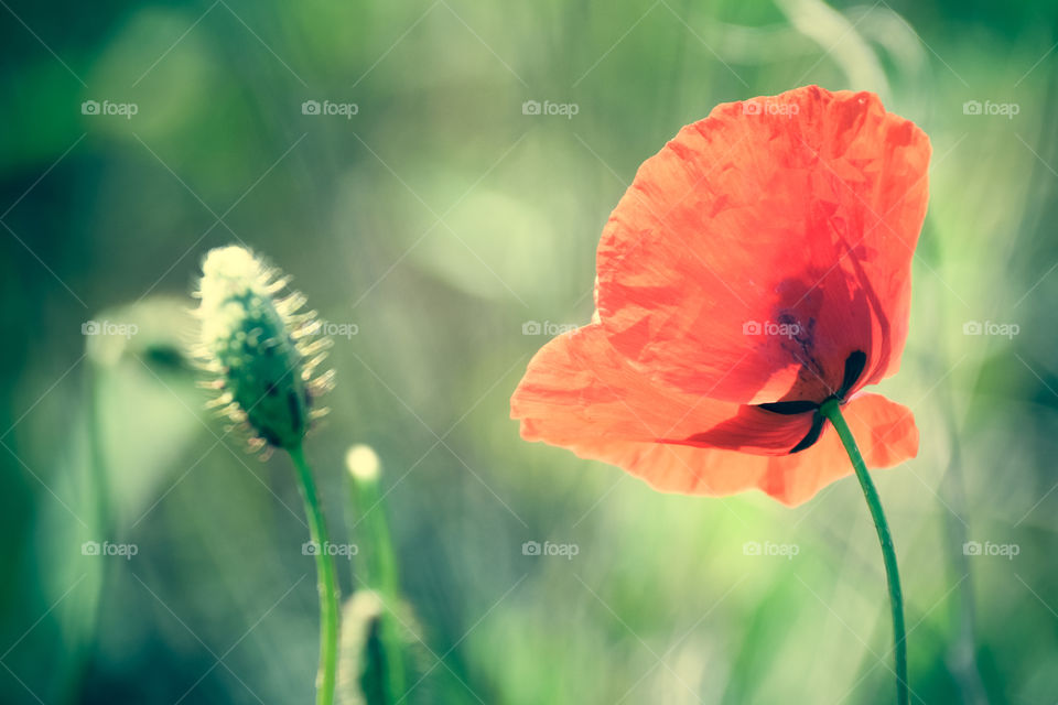 Poppies In Green Background
