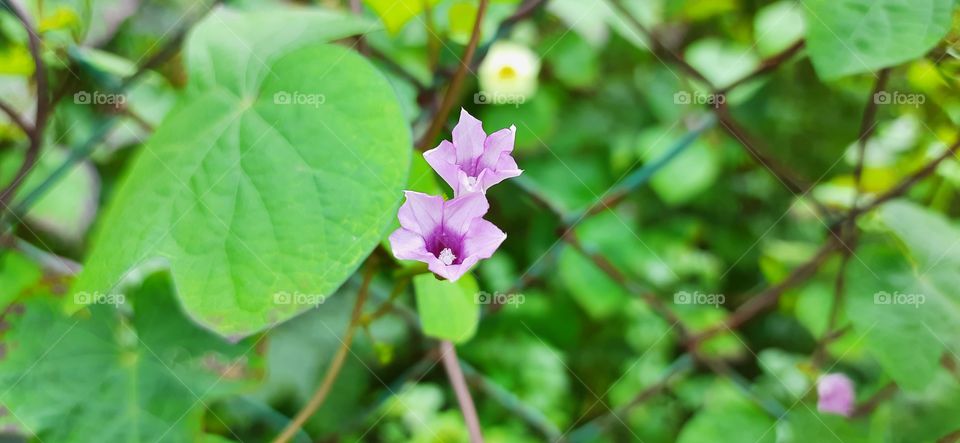 Beautiful flowers🌸 #Foap #Natural_Content