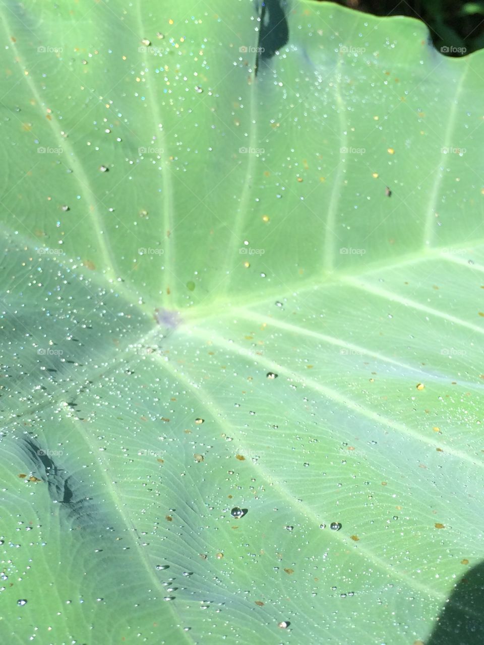 Details in a leaf