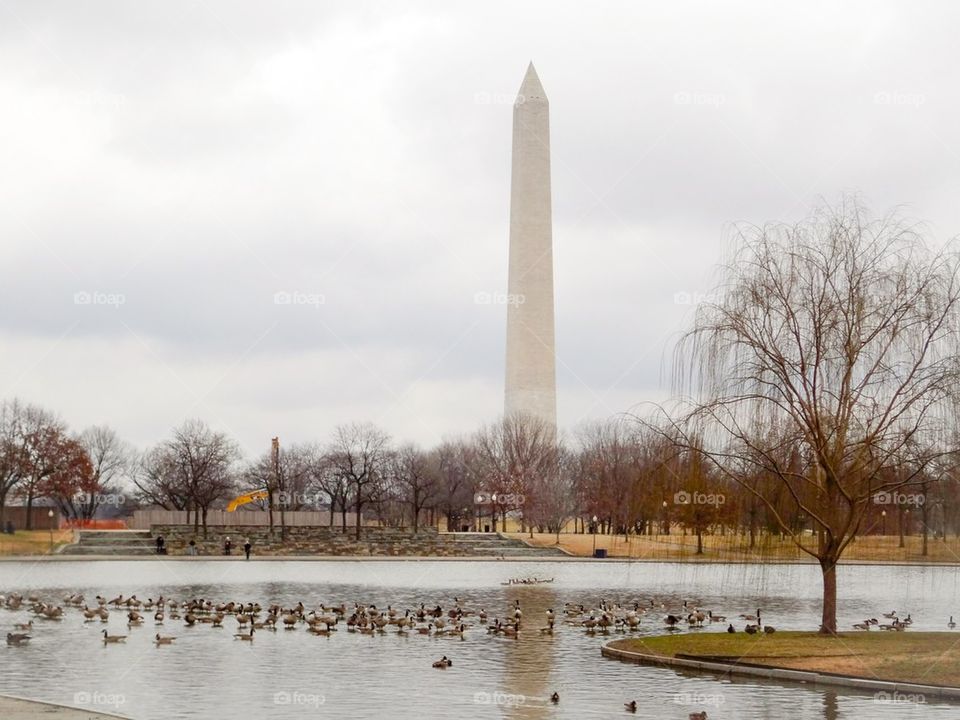 Washington Monument and geese