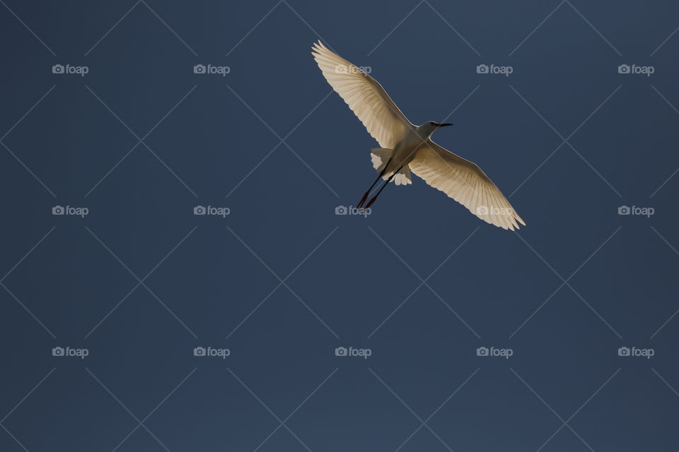 View from below egret in flight 