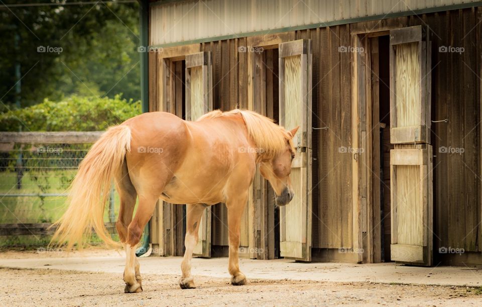 Brown horse and stable