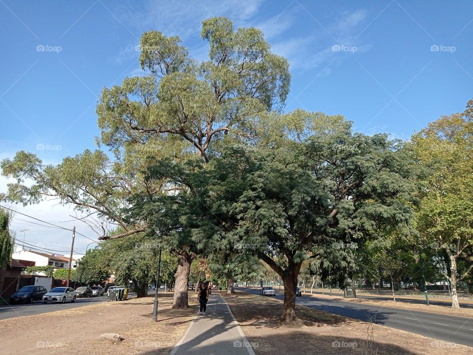 mature trees