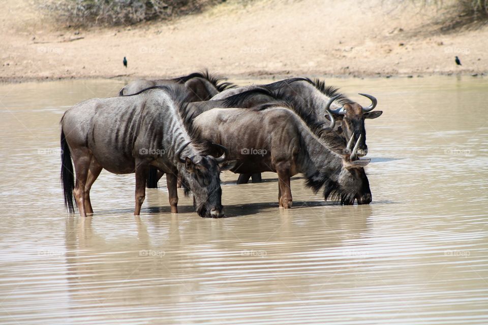 A few Nyala buck cooling down in the heat of the summer and having a refreshing drink of water at a water drinking hole.