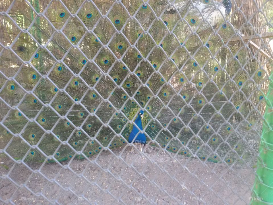 Peacock in a park. Peacock was behing fence