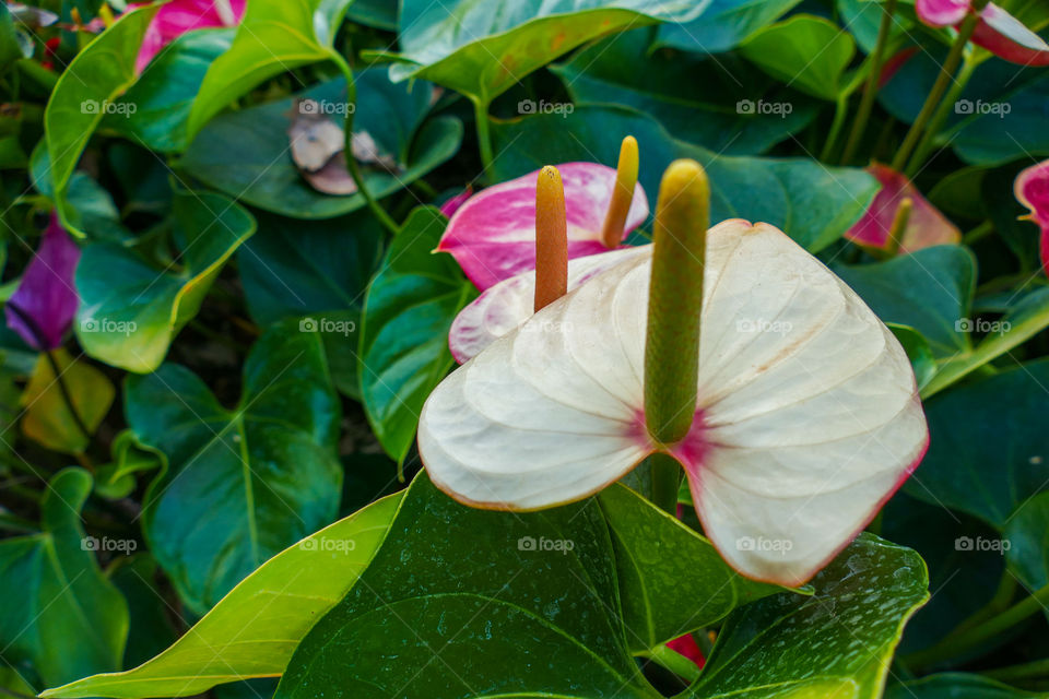 Anthurium, Laceleaf, Araceae family, is genus of herb ini the family Araceae