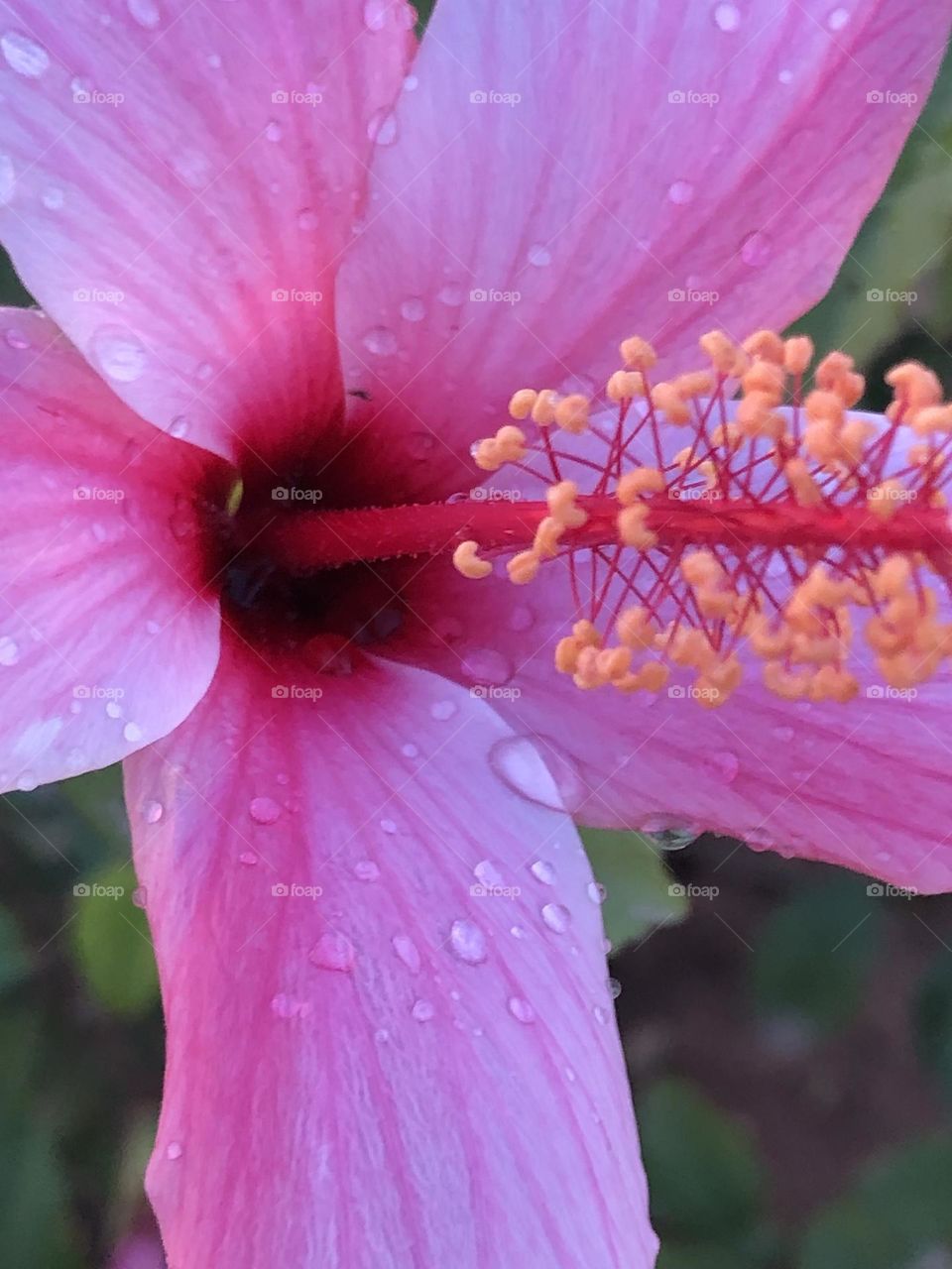 Beautiful purple flower