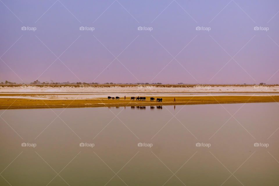 buffalo group reflection in ghaghra river water with dramatic sunlight