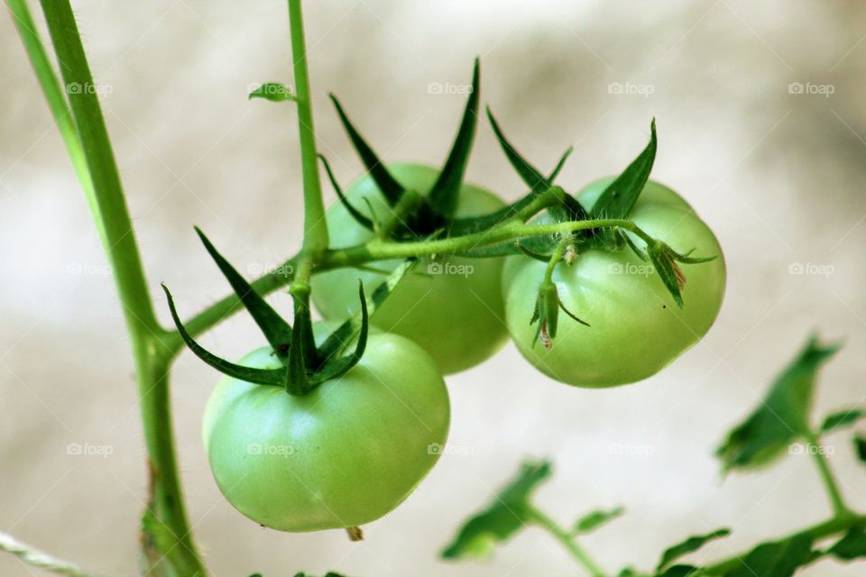 tomates