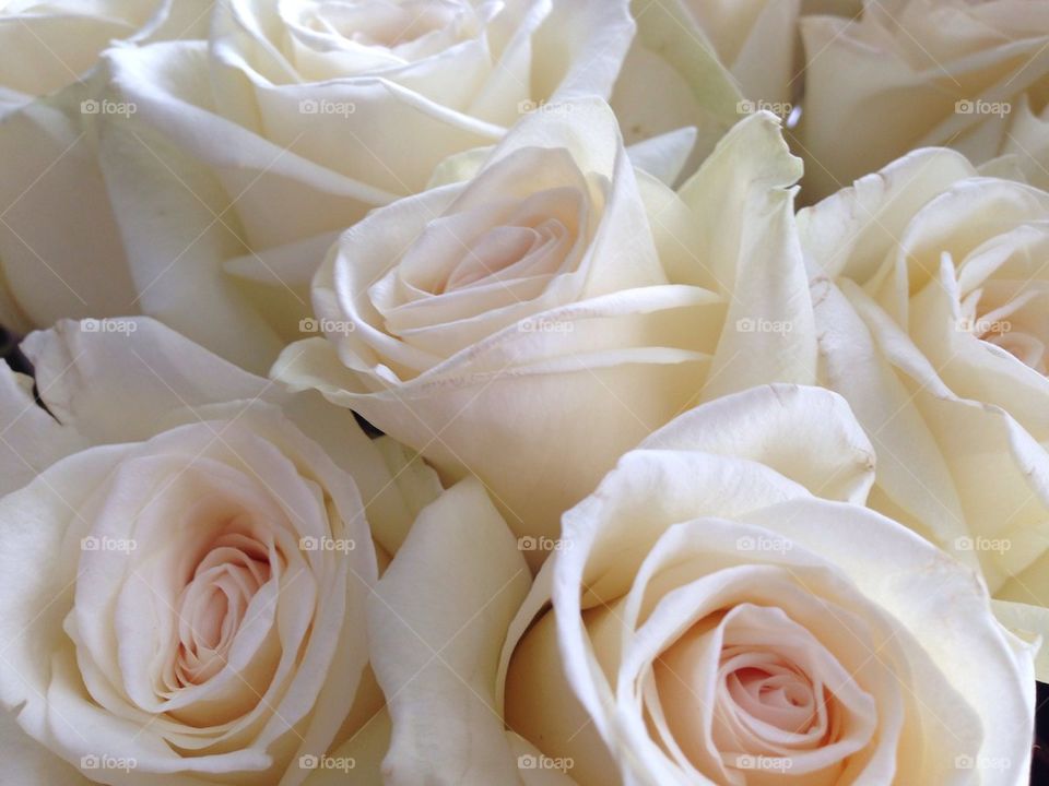 White roses