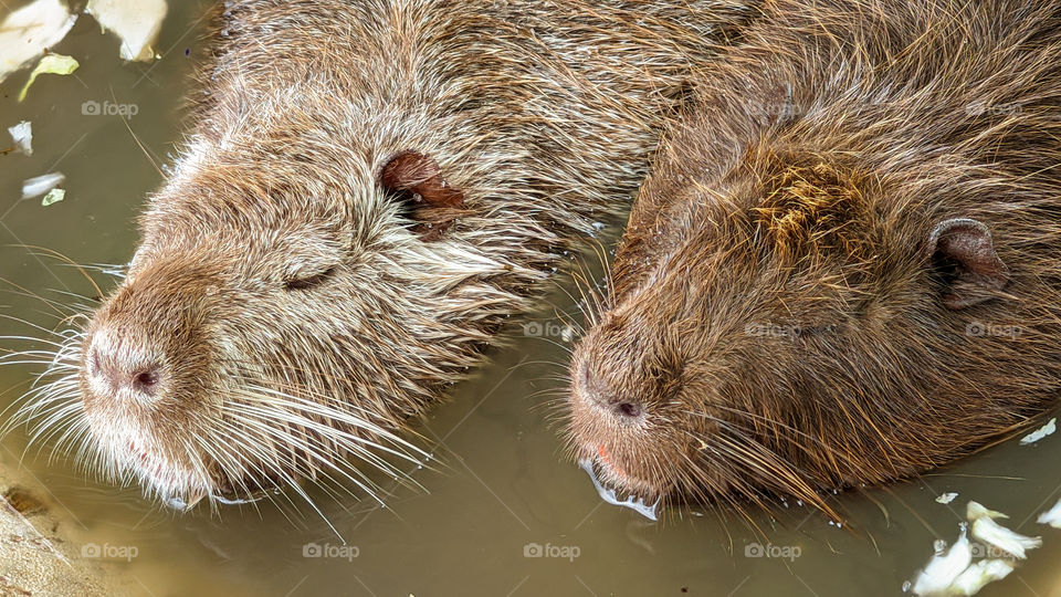 Two nutria are sleeping in a pool of water.
