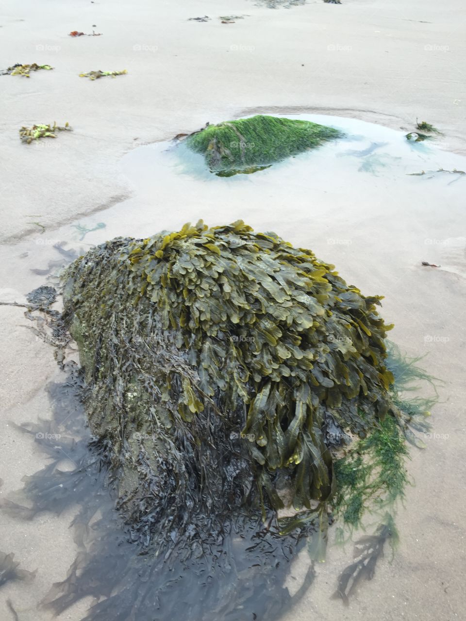 Seaweed on a rock