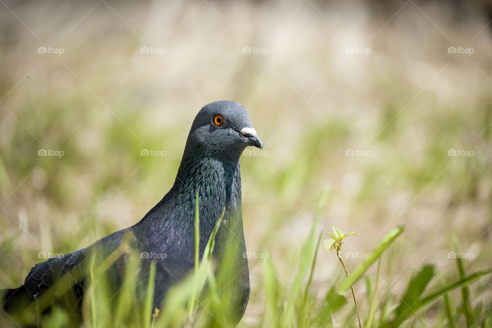 Curious rock pigeon