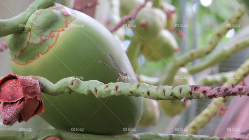 brazilian coconut tree
