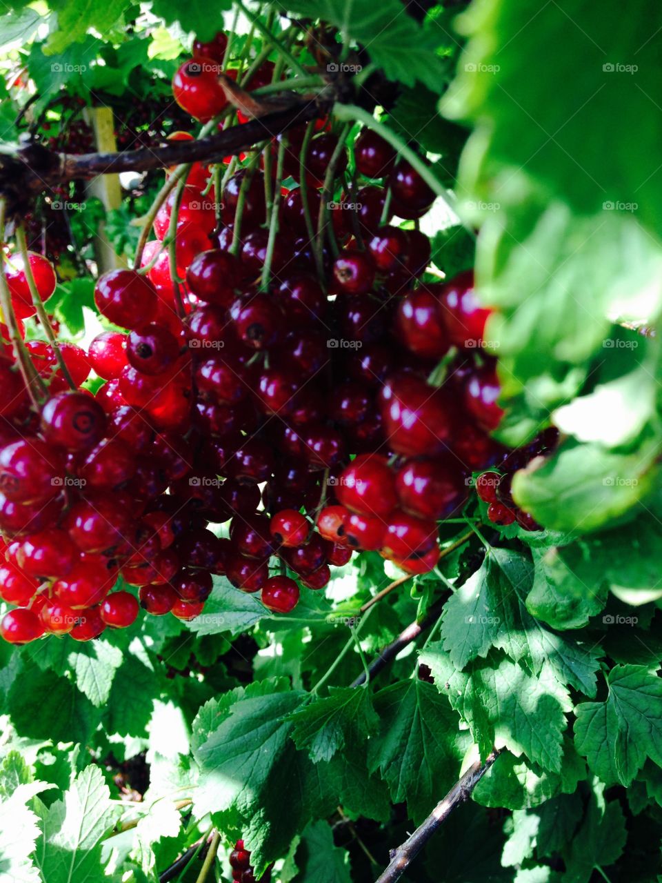 Berrys 2. Berrys in mu garden 2