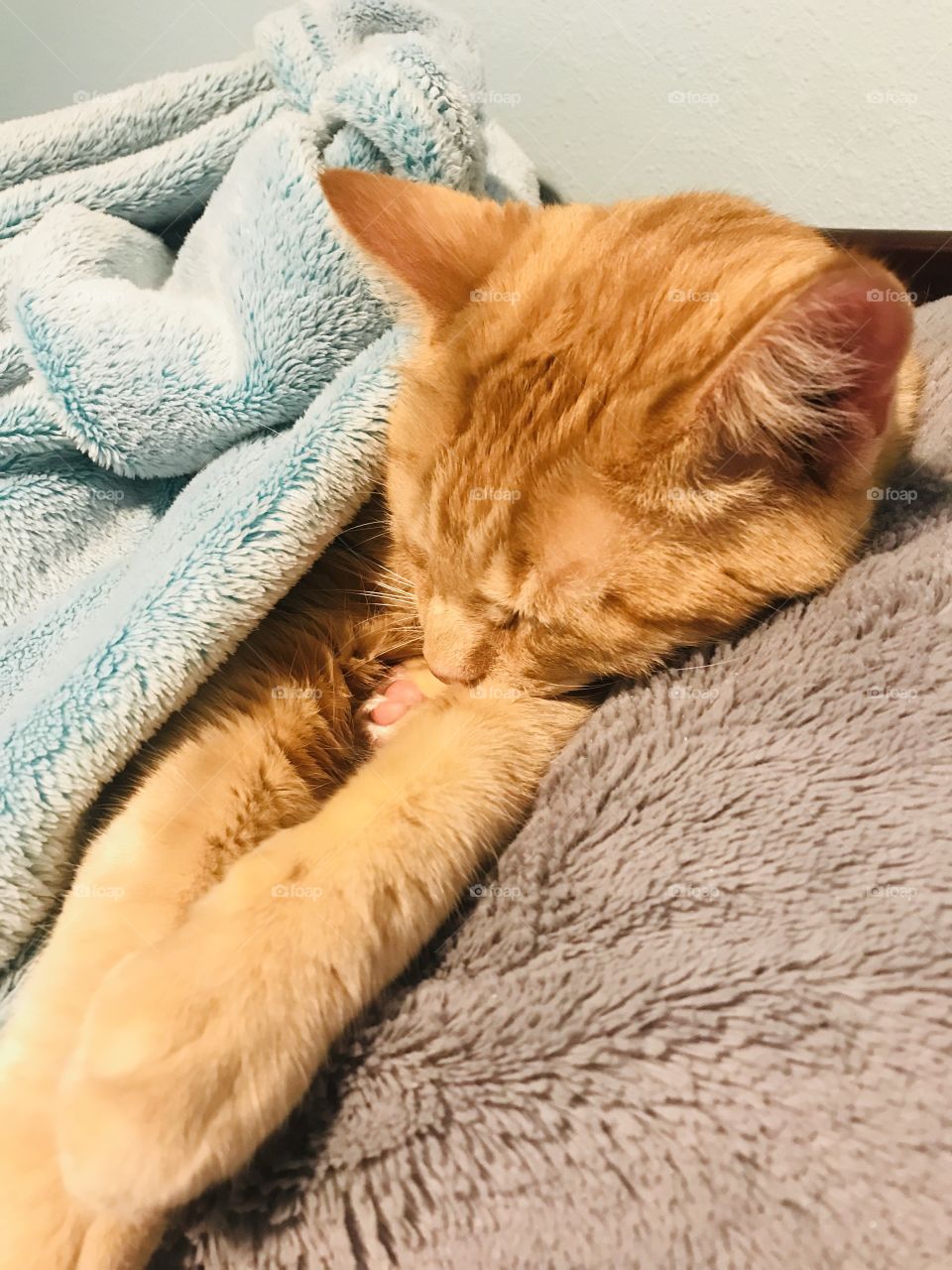 Darling orange tabby kitty cat all cuddled up in cozy blankets on bed! 