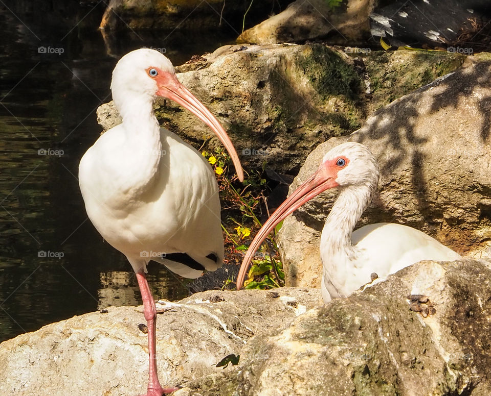 Two Inis sunning