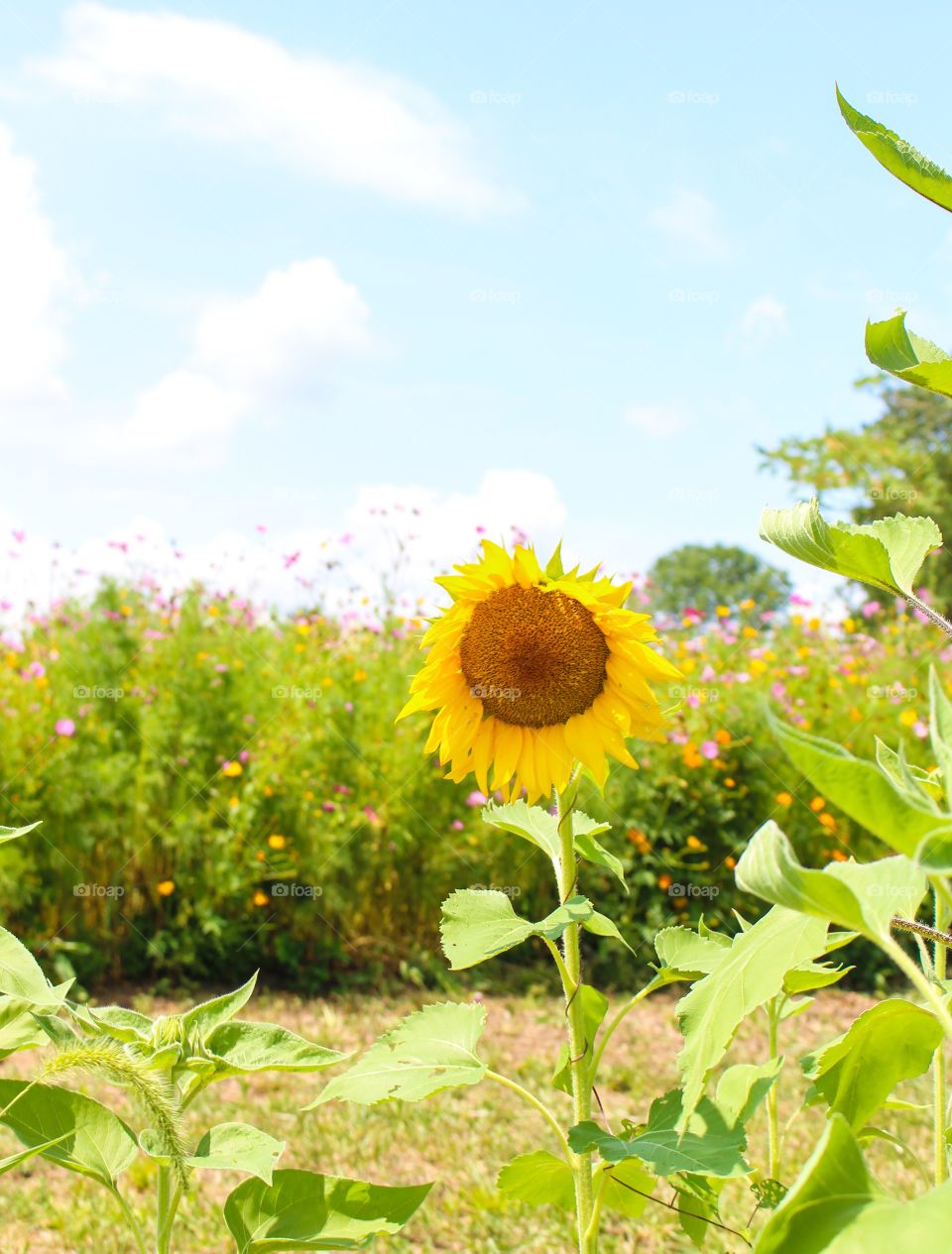 Sunflower Happiness