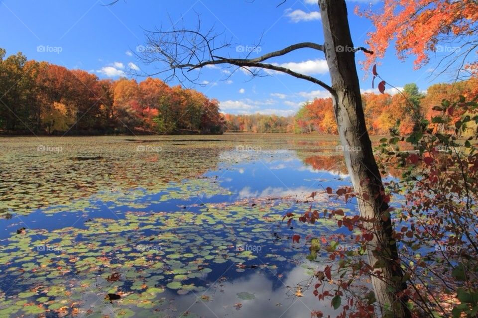 Autumn foliage, and lily pads on lake