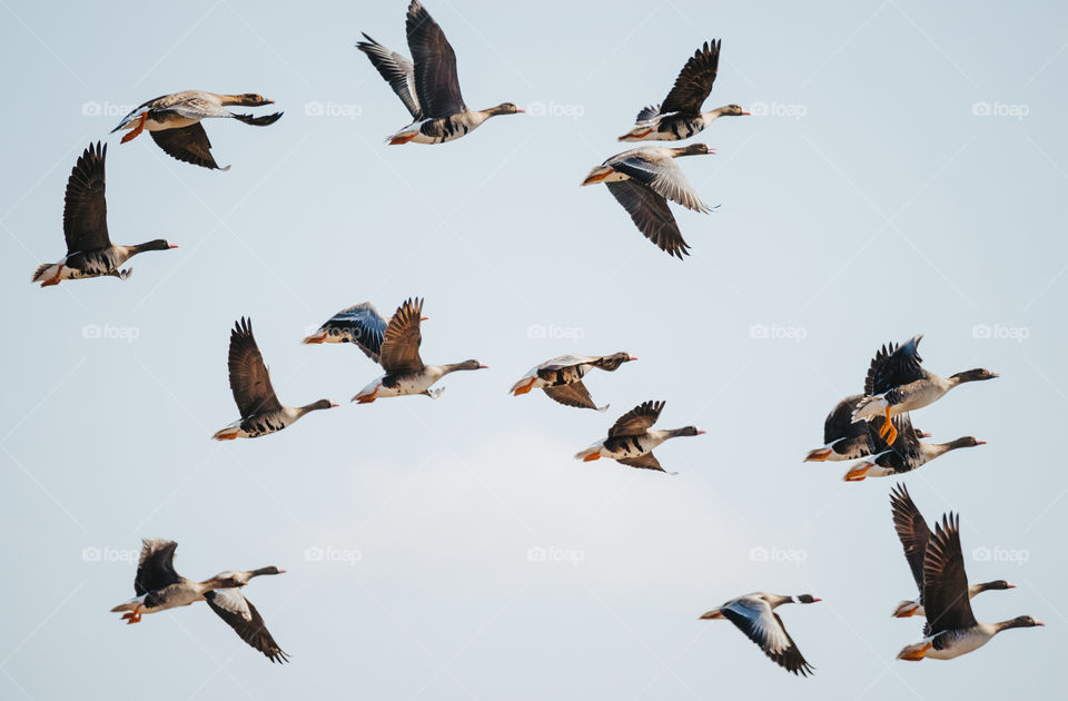 Spring. Birds. Planes.