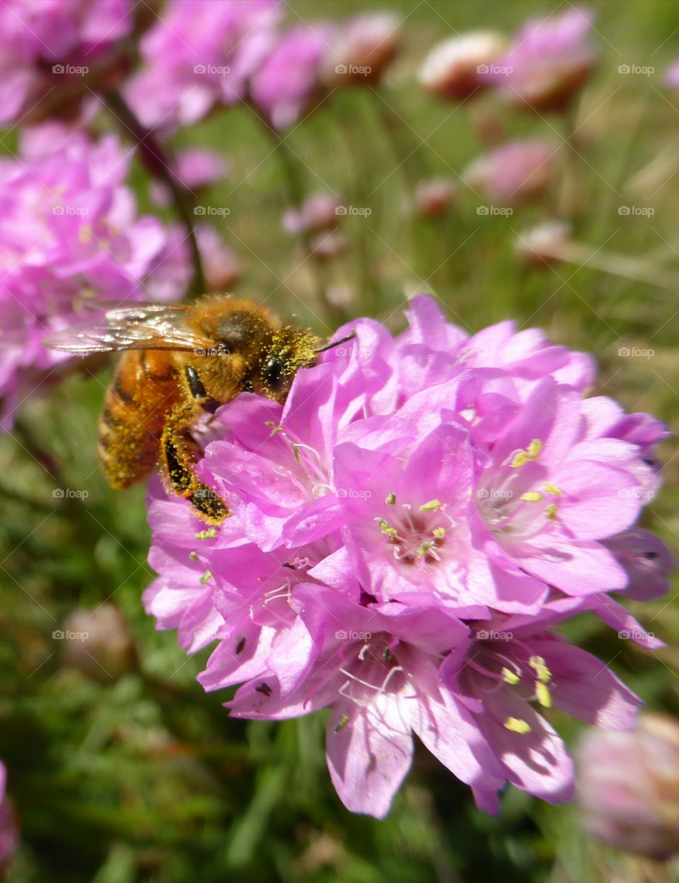 Bee on a flower