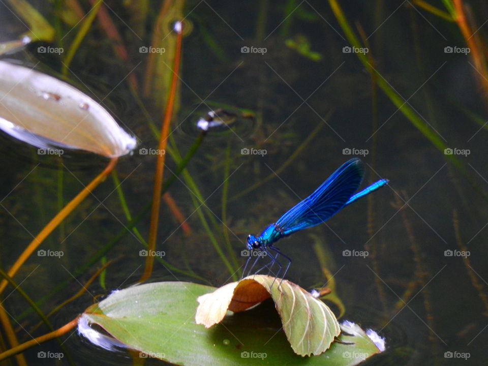 Butterfly on the water