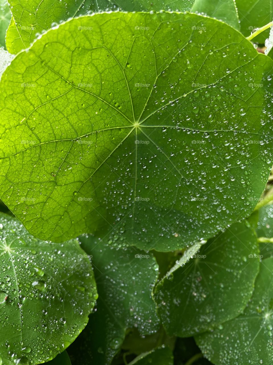 Leaf rainfall green raindrops waterdrops droplets wet water rain drop outside nature outdoors elements dew dewdrops plant plants leafs Grass splashes phone photography