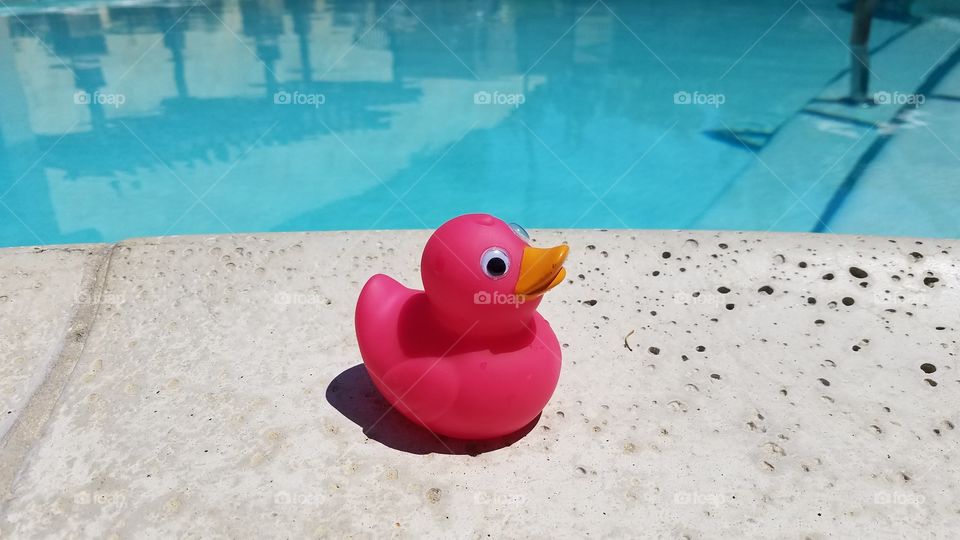 Pink duck at the pool