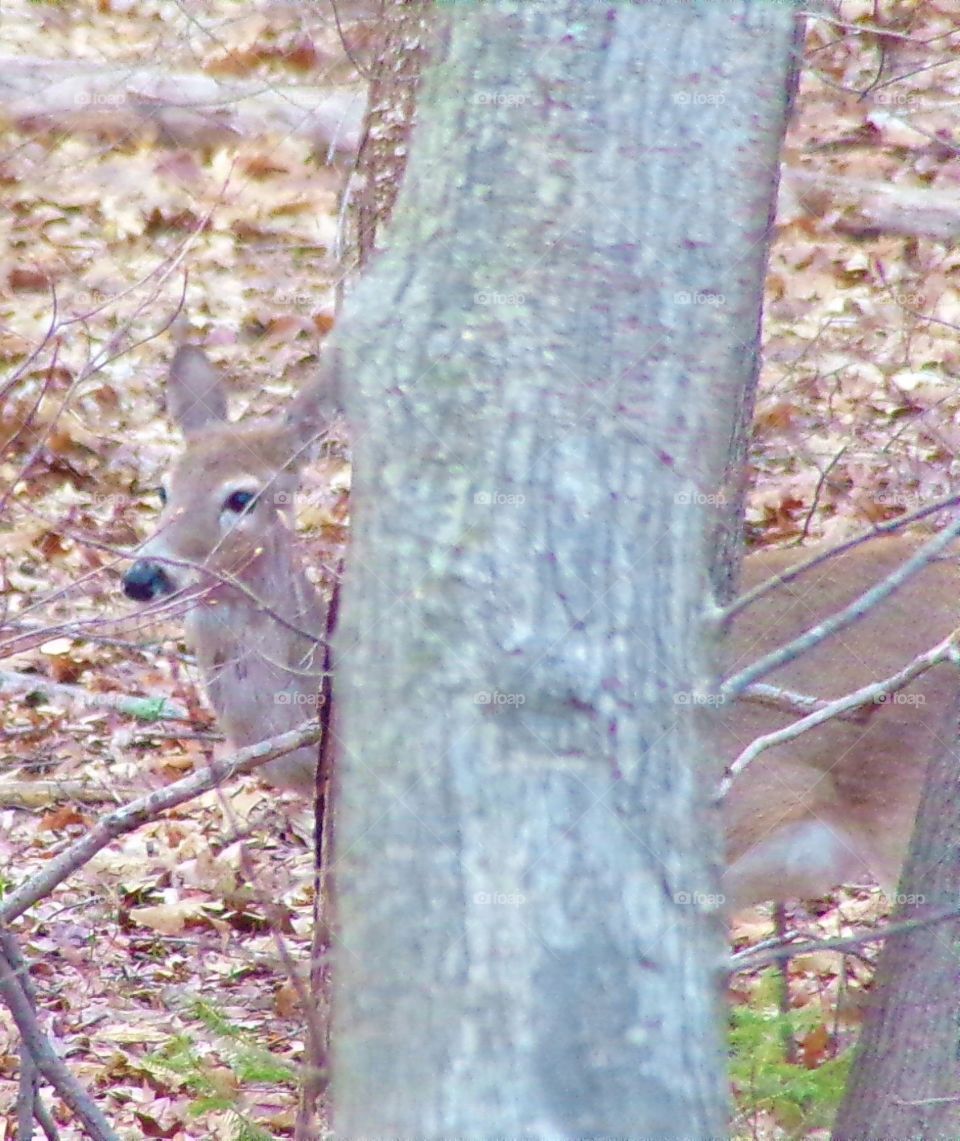 Deer trying to hide behind a tree 