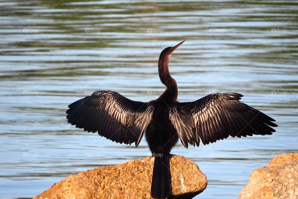 Anhinga drying its wings